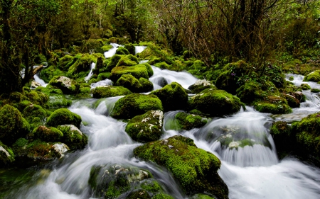 Beautiful Forest Waterfall - moss, forest, waterfall, rocks