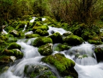 Beautiful Forest Waterfall