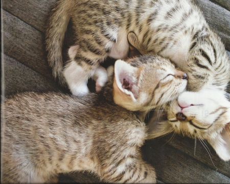 Kitten - napping, kitten, feline, cute, paws