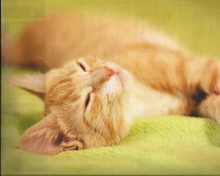 kitten - paws, feline, napping, cute, kitten