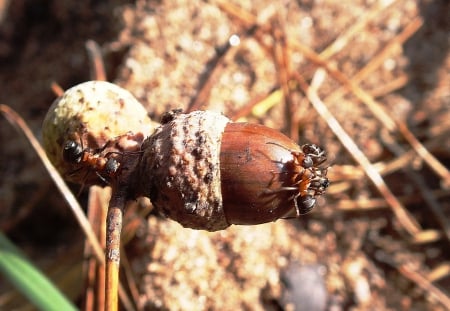 Autumn. - nature, others, macro, forests