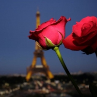 Red roses in Paris