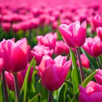 Beautiful field of pink tulips hot