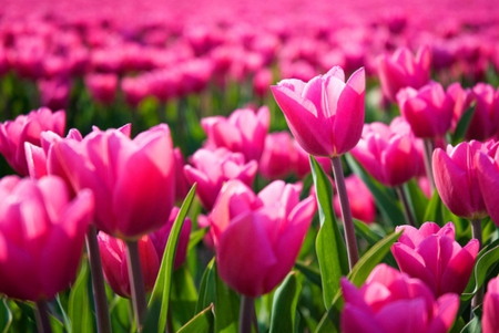 Beautiful field of pink tulips hot