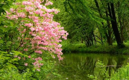 Pink Blossom Flowers - lake, trees, water, country, nature, forest, reflection, blossoms, pink, living, leaves, green, flowers