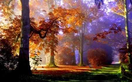 Park Forest - trees, fog, brown, grass, forest, shadow, bush, nature, green, park