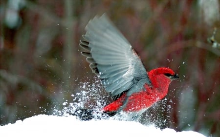 PINE GROSBEAK - pine grosbeak, winter, bird, snow