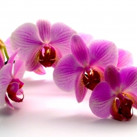 ORCHIDS