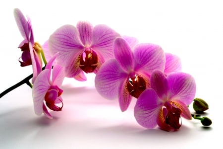 ORCHIDS - flowers, blossom, pink orchid, nature