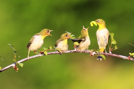 Don't worry - feed, birds, branch, animals