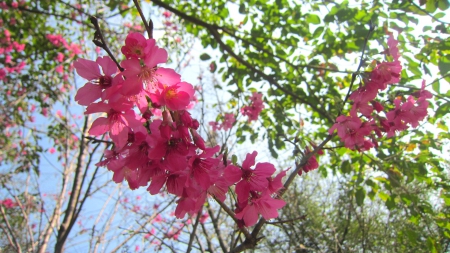 Cherry blossom - pretty, Cherry blossom, flower, pink, tree