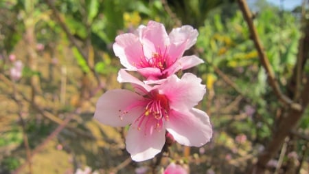 Pretty flower - cherry, pretty, flower, pink