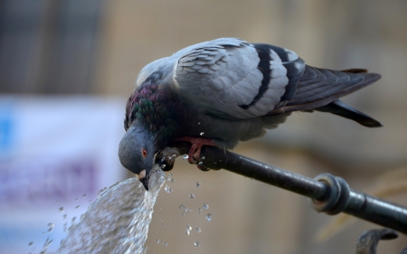 Thirsty dove - bird, water, spring, dove, thirsty