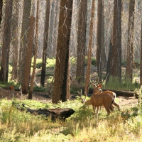 Deer in Yosemite