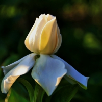 Gardenia Flower Bud