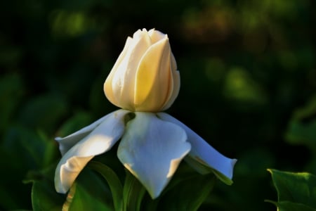 Gardenia Flower Bud - flowers, gardenias, buds, nature