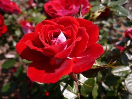 Roses - garden, red, green, rose, flower