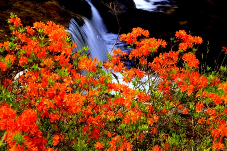 SPRING FALLS - flowers, spring, waterfalls, nature