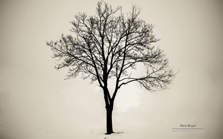 Lone tree - sadness, landscape, photography, winter, wallpaper, nature, abstract, alone, tree, scene