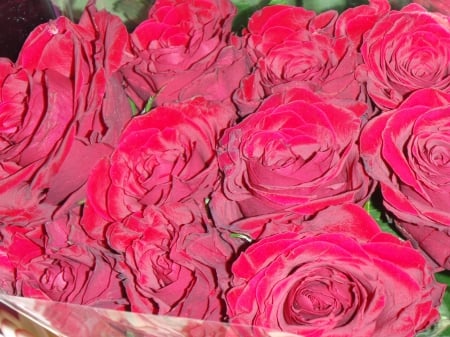 Roses for your Valentine - nature, roses, red, red rose buds, photography, flowers, rose wallpaper