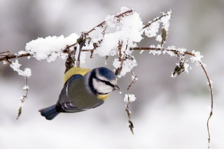 WinterTit - abstract, birds, winter, photography, snow, tit, sweet, cute, animals, wildlife, wild, wallpaper