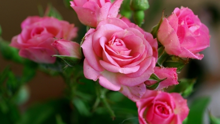 Roses - flowers, rose, pink, beautiful