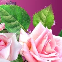 Pink Roses