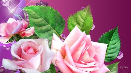 Pink Roses - flowers, roses, fresh, summer, spring, fragrant, pink