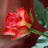 Beautiful Rose!