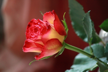 Beautiful Rose! - flowers, rose, nature, beautiful