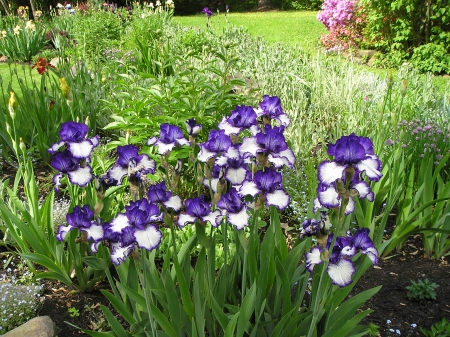 Iris - brecksville, spring, iris, garden