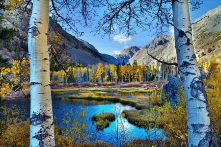 Riverside Nature - mountains, birches, landscape, trees