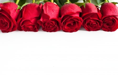 Roses - flowers, roses, for you, nature, valentines day, rose, with love