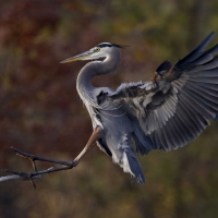 Great blue heron,landing