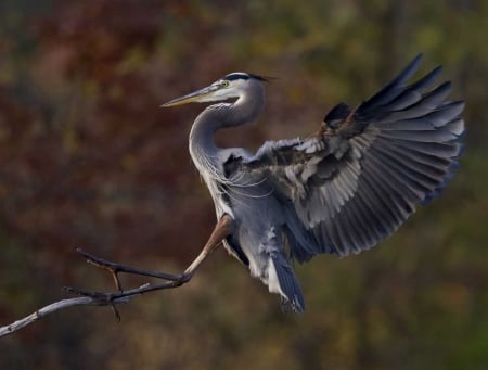 Great blue heron,landing - trees, branch, wide, open, wings