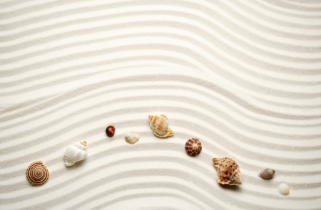 Shells - shell, shells, nature, waves, sand, line