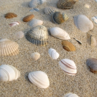 shells