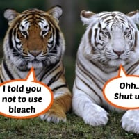 Tiger Talk