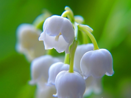 Fragrance in white - flowers, white, green, lily of the valley