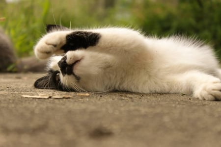 Cat - sleeping, beauty, cat face, hat, cat, animals, kitty, lovely, kitten, paws, face, pretty, cats, beautiful, sweet, cute