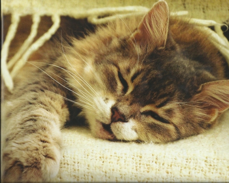 Kitten - napping, kitten, feline, cute, paws