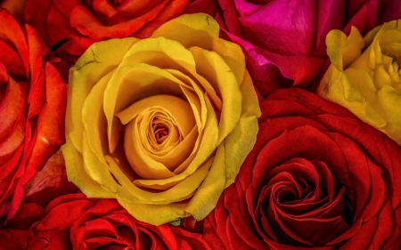 Beautiful rose - flowers, roses, petals, bloom