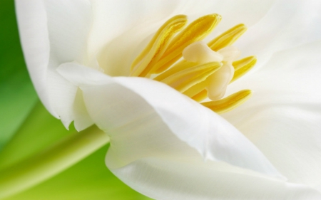 White petals - Photography & Abstract Background Wallpapers on Desktop