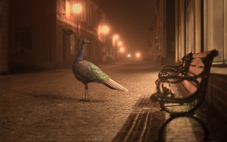 Peacock on the street - street, light, night, bench, bird, peacock, lantern, dark, situation, city