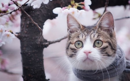 Cat - white, animal, scarf, cherry blossom, spring, tree, cat, pink flower