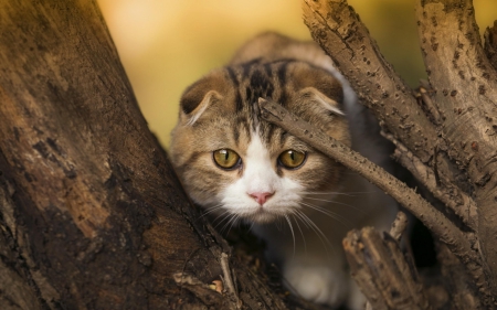 Scottish fold - yellow eyes, cat, scottish fold, animal, tree, cute