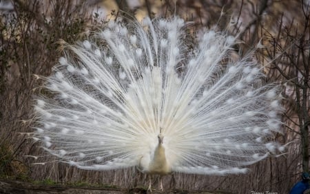 Peacock - bird, white, peacock, photography, tail, thomas kruger