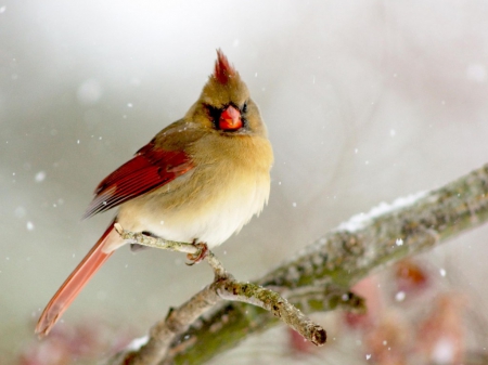 Cardinal - cardinal, animals, bird, branch