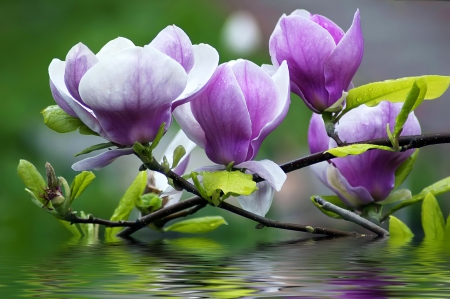 Floral reflections - nice, fragrance, branch, water, spring, reflections, purple, pretty, petals, green, magnolia, scent, wet, lovely, beautiful, pink, leaves, spa, flowers, flower