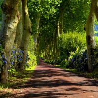 Park alley